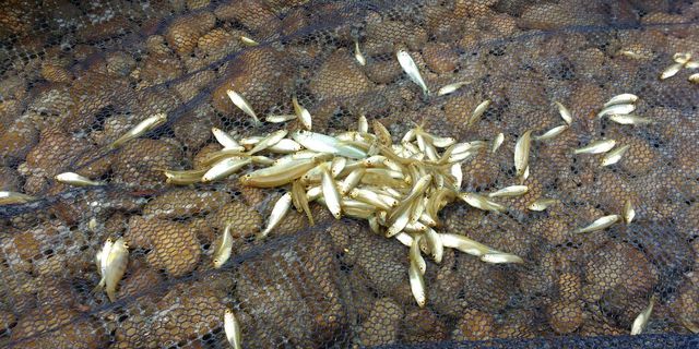 O impacto devastador dos anticoncepcionais em peixes e rios