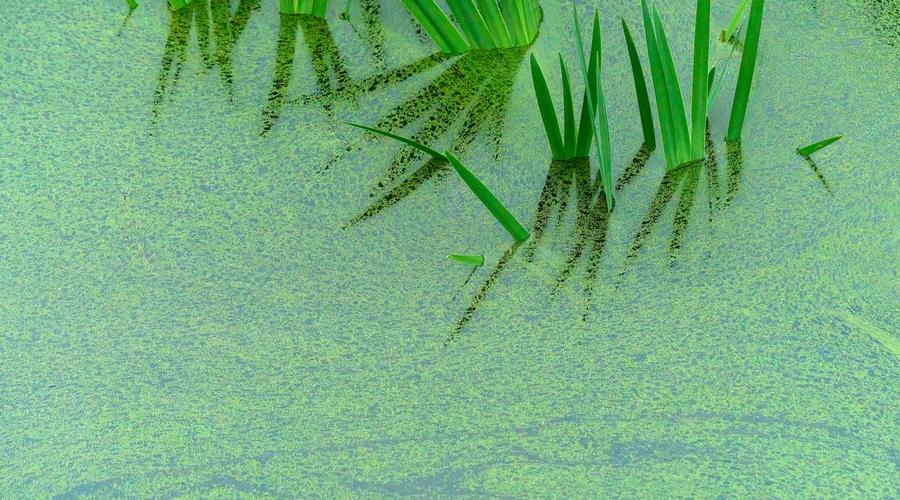 Eutrofização: Como resíduos de saúde alteram a vida das algas