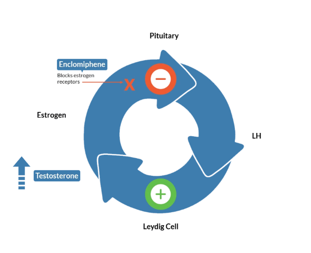 Graph showing how testosterone, estrogen, pituitary, and leydig cell work with enclomiphene