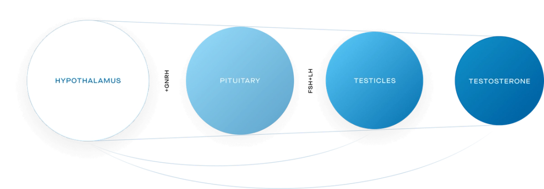 How is testosterone made?