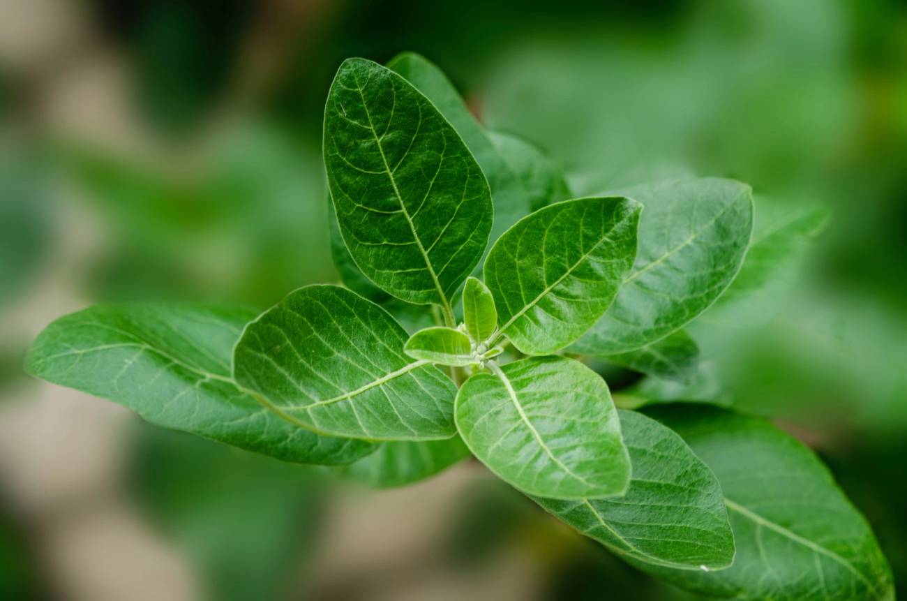 Ashwagandha Root