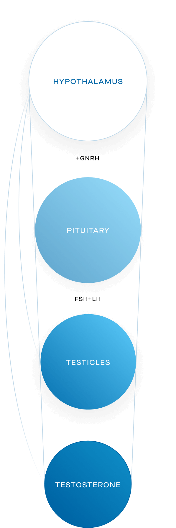 How is testosterone made?
