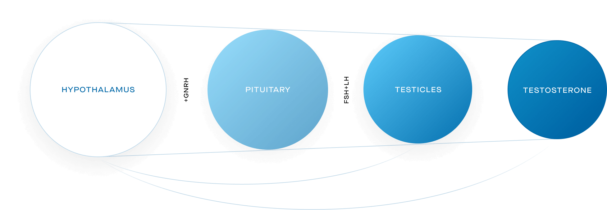 How is testosterone made?