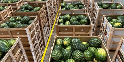 Sandias para exportación