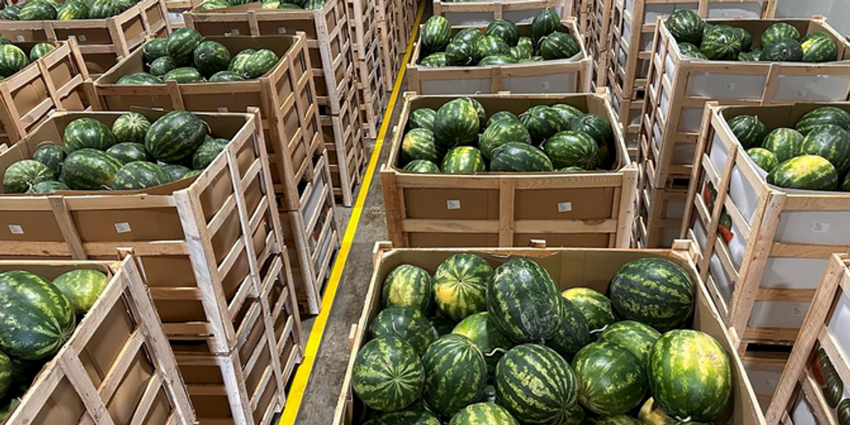Sandias para exportación