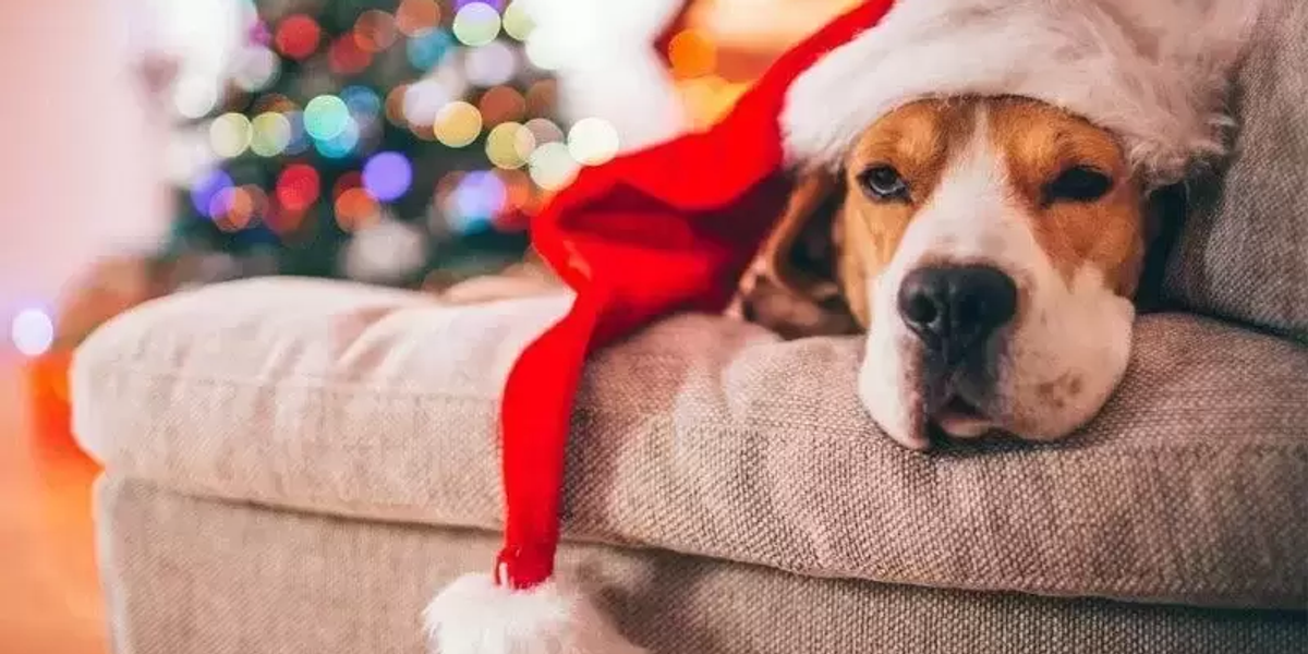 perro navideño