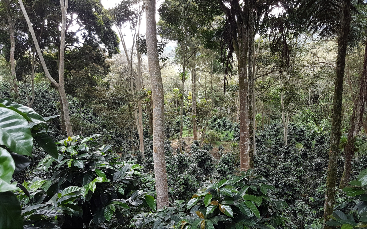 Coffee grown under shade