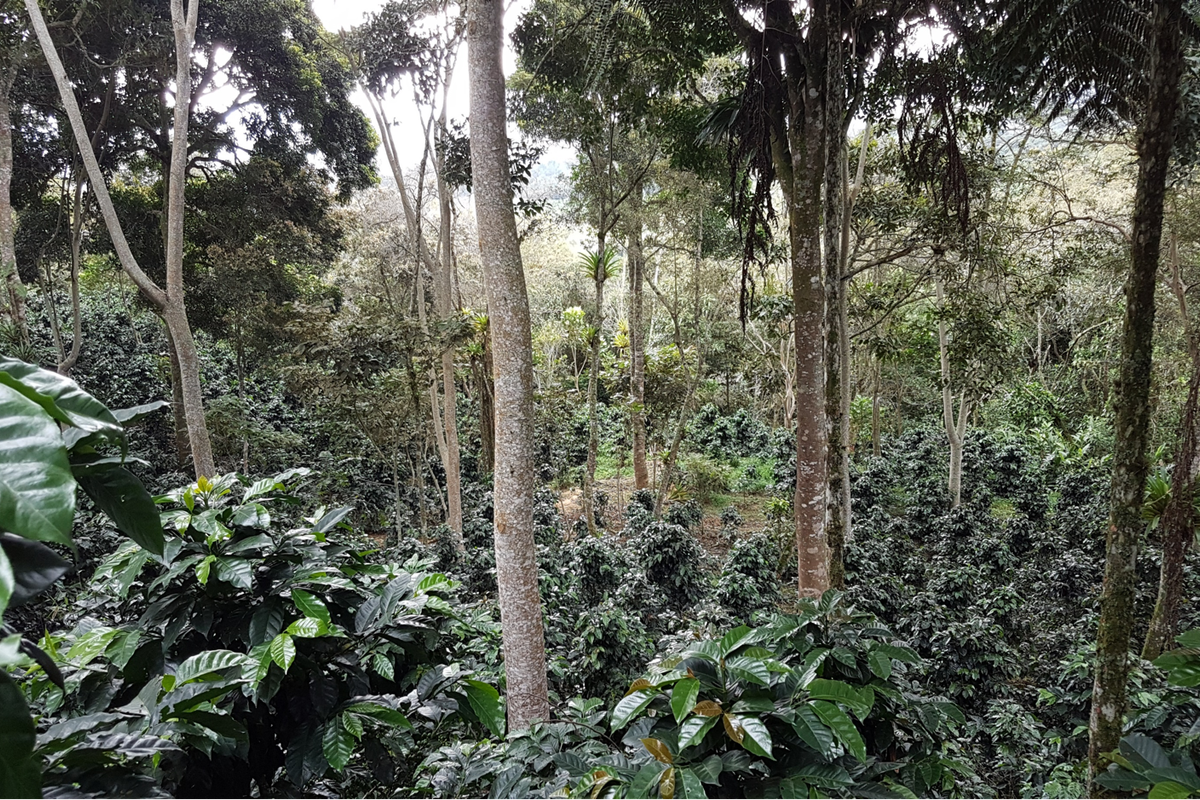Coffee grown under shade