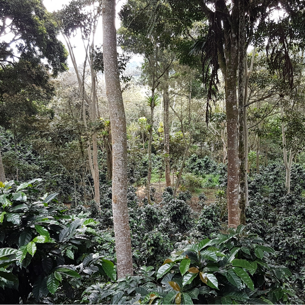 Coffee grown under shade