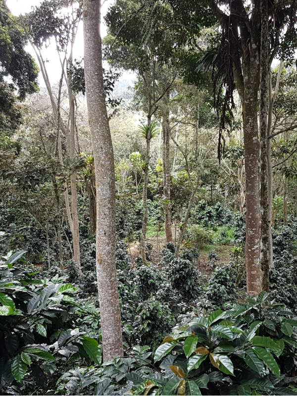 Coffee grown under shade
