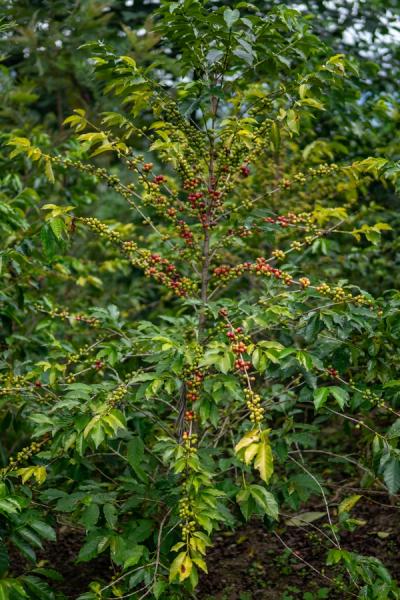 Kaffeepflanze auf der Farm von Gitesi Coffee | Warawul Coffee