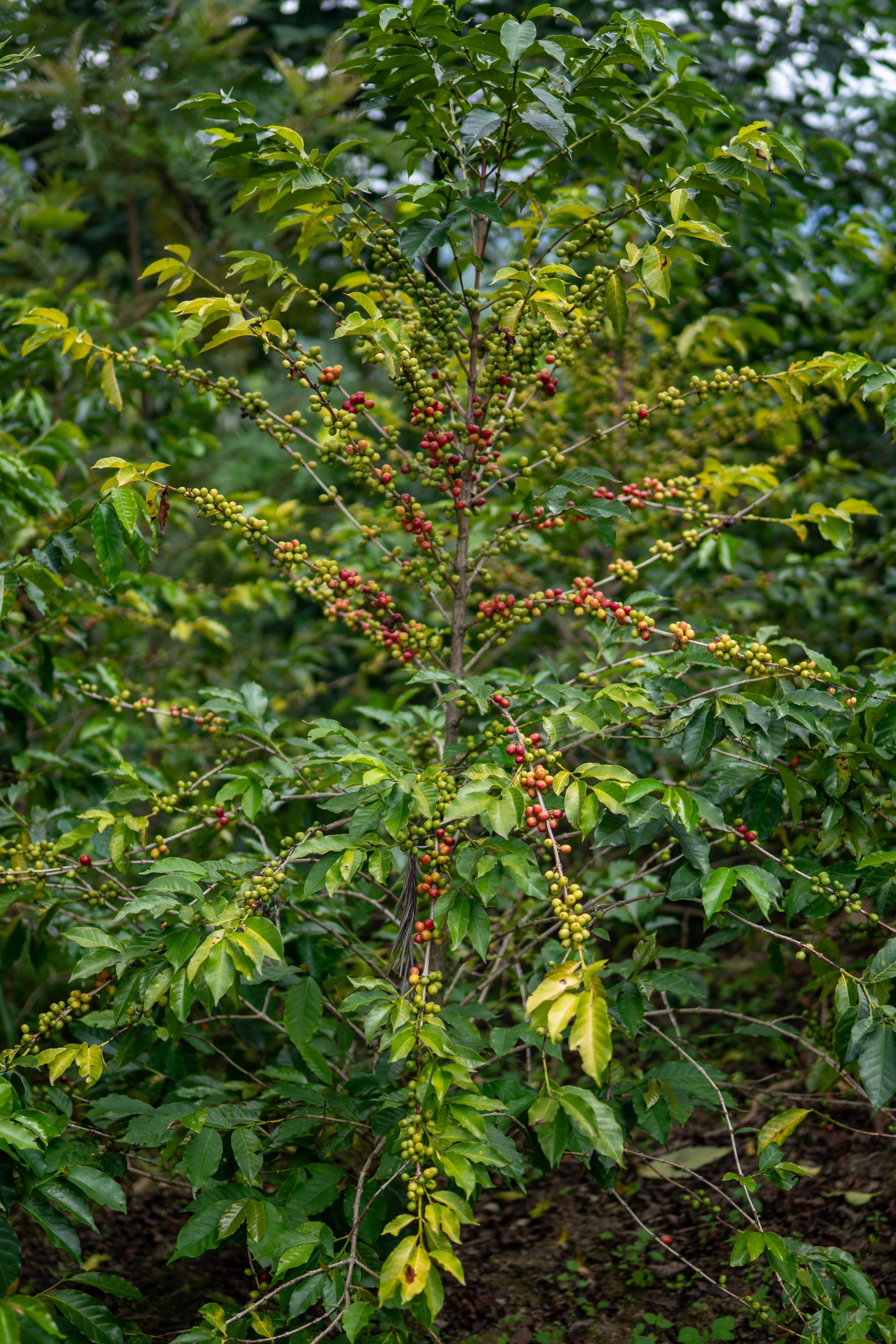 Kaffeepflanze auf der Farm von Gitesi Coffee | Warawul Coffee
