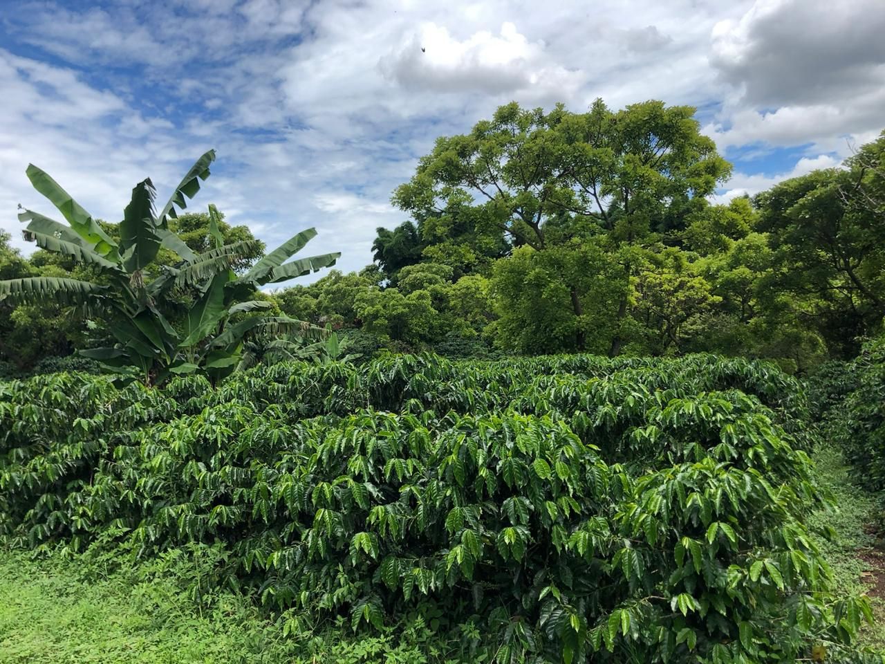 Obatá trees on Finca Sabana del Roble