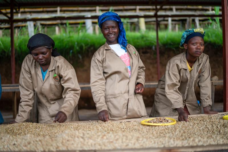 Arbeiterinnen sortieren Gitesi Espresso | Warawul Coffee