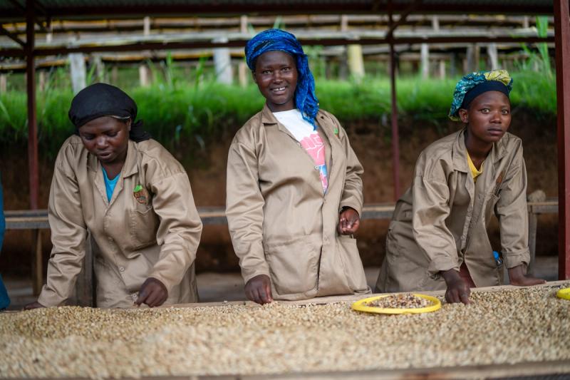 Arbeiterinnen sortieren Gitesi Espresso | Warawul Coffee