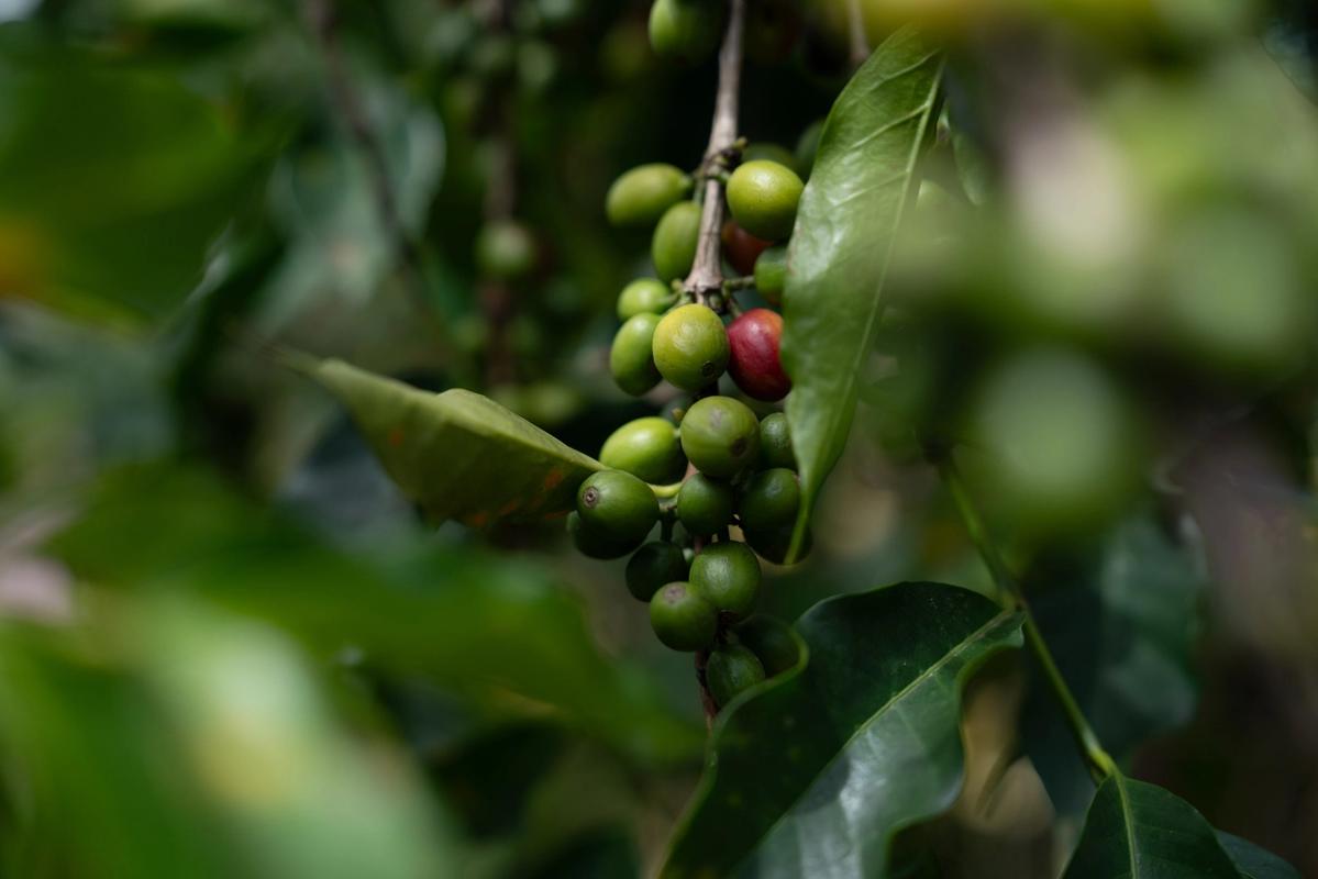 Coffee cherries