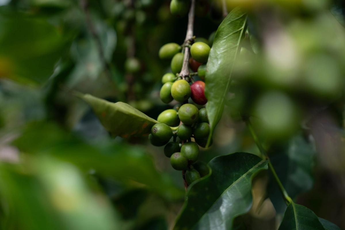 Coffee cherries
