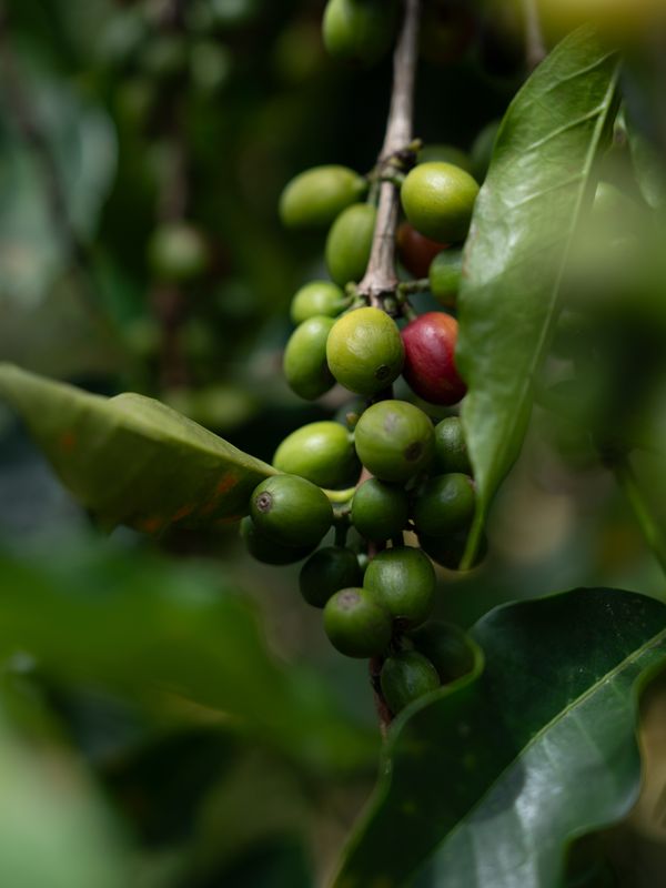 Coffee cherries