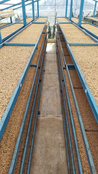 Trocknungsbeete auf der Hacienda El Rodeo 