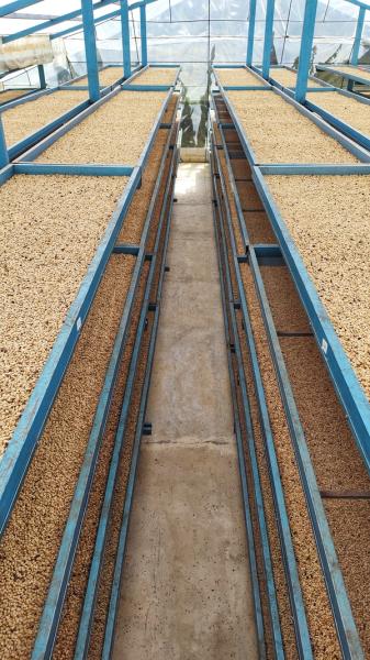 Raised drying beds at Hacienda El Rodeo