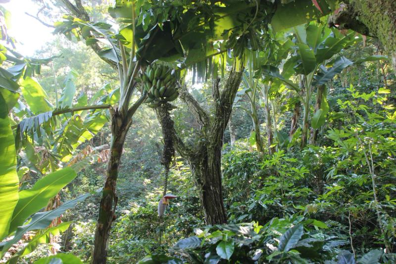 Die Finca El Mandarino