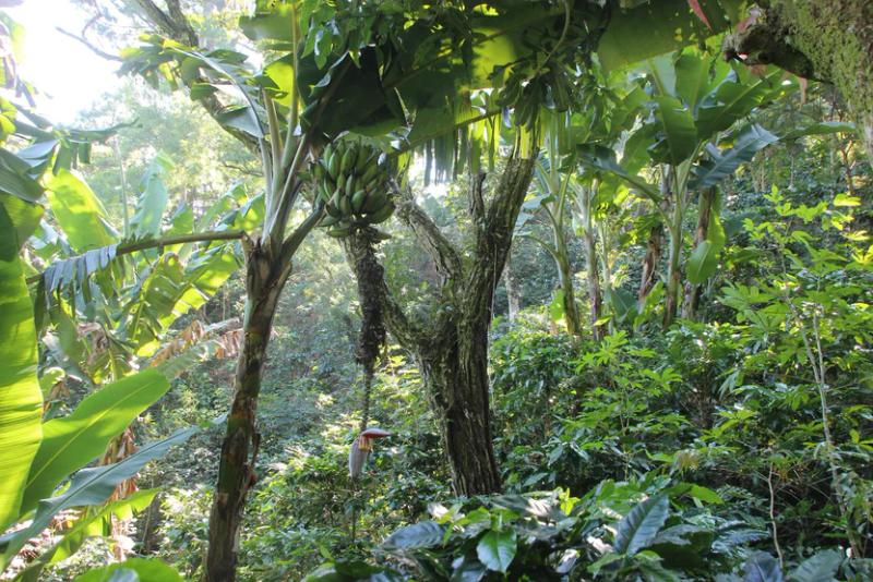 Die Finca El Mandarino