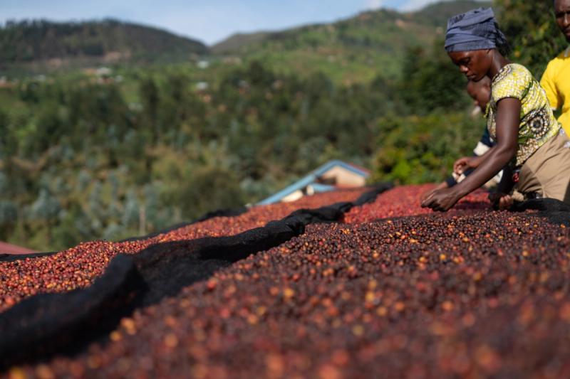Arbeiterin sortiert Gitesi Natural in der Gitesi Coffee Washing Station in Ruanda