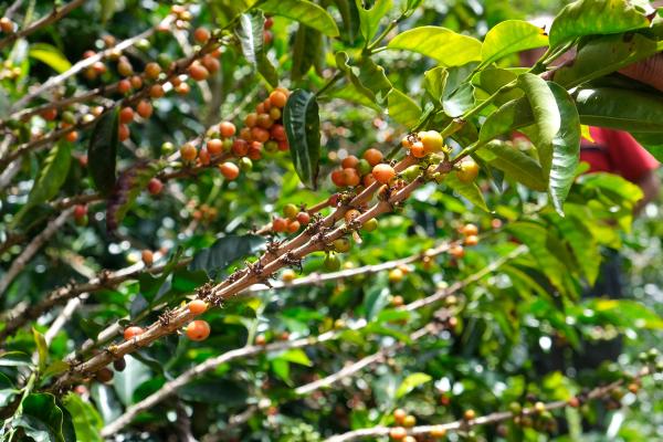 Orangene Kaffekirschen am Kaffeestrauch