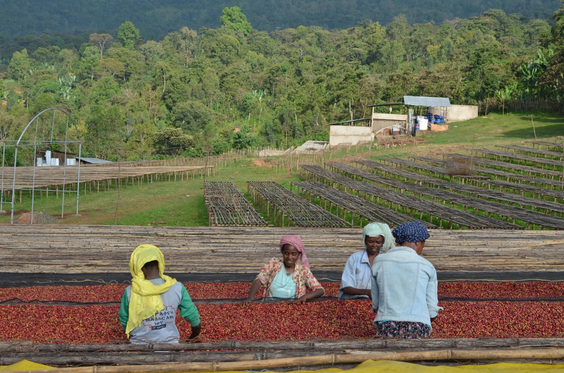 Sorting coffee at the drying beds at Lensa Gari Station