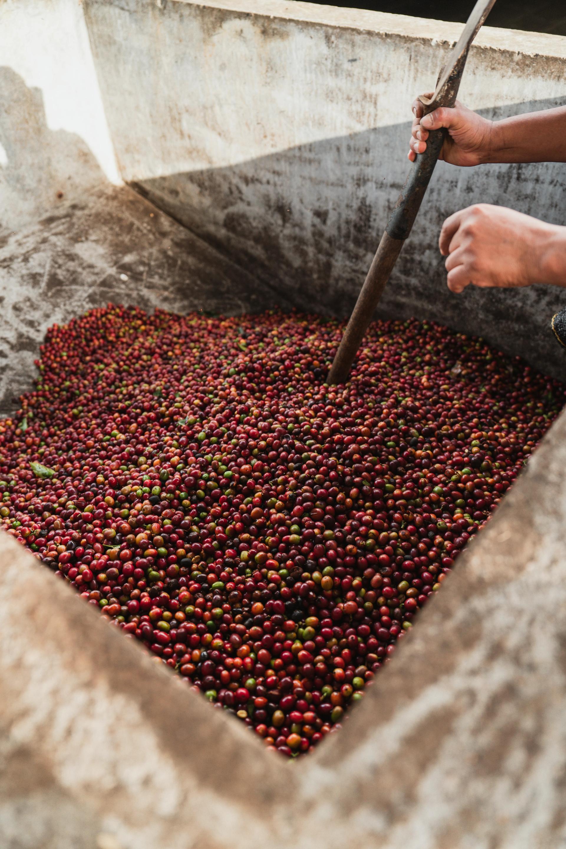 Kaffeekirschen im Fermentationstank