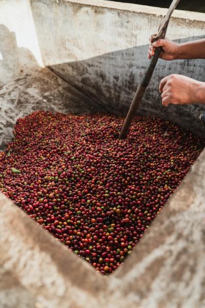 Kaffeekirschen im Fermentationstank
