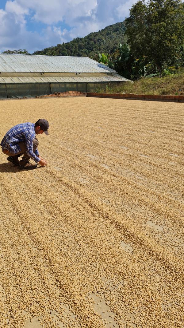 Terrasse zum Trocknen von gewaschenem Kaffee - Hacienda El Rodeo