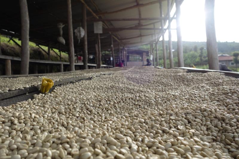 Watching the Gitesi Washed grow