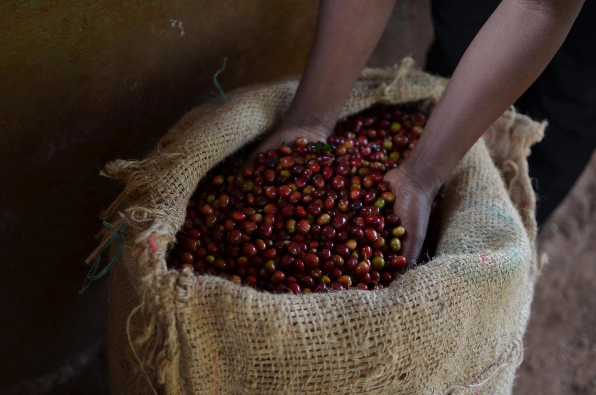 Red coffee cherries at Lensa Gari station