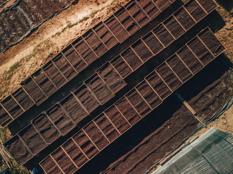 Die Finca Cascaritas in Honduras