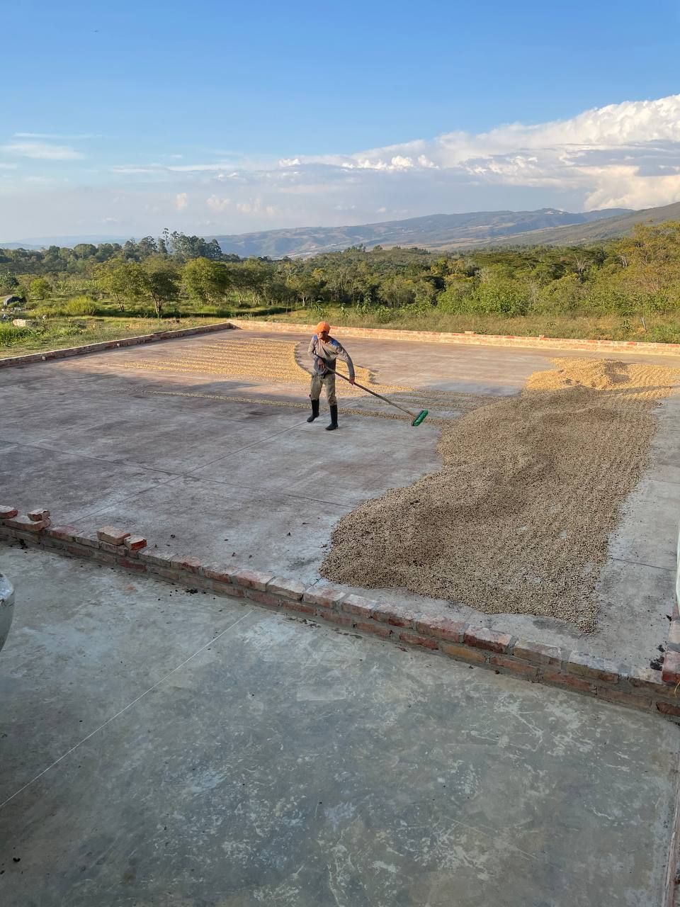 Kaffee wird auf der Hacienda el Rodeo getrocknet | Warawul Coffee