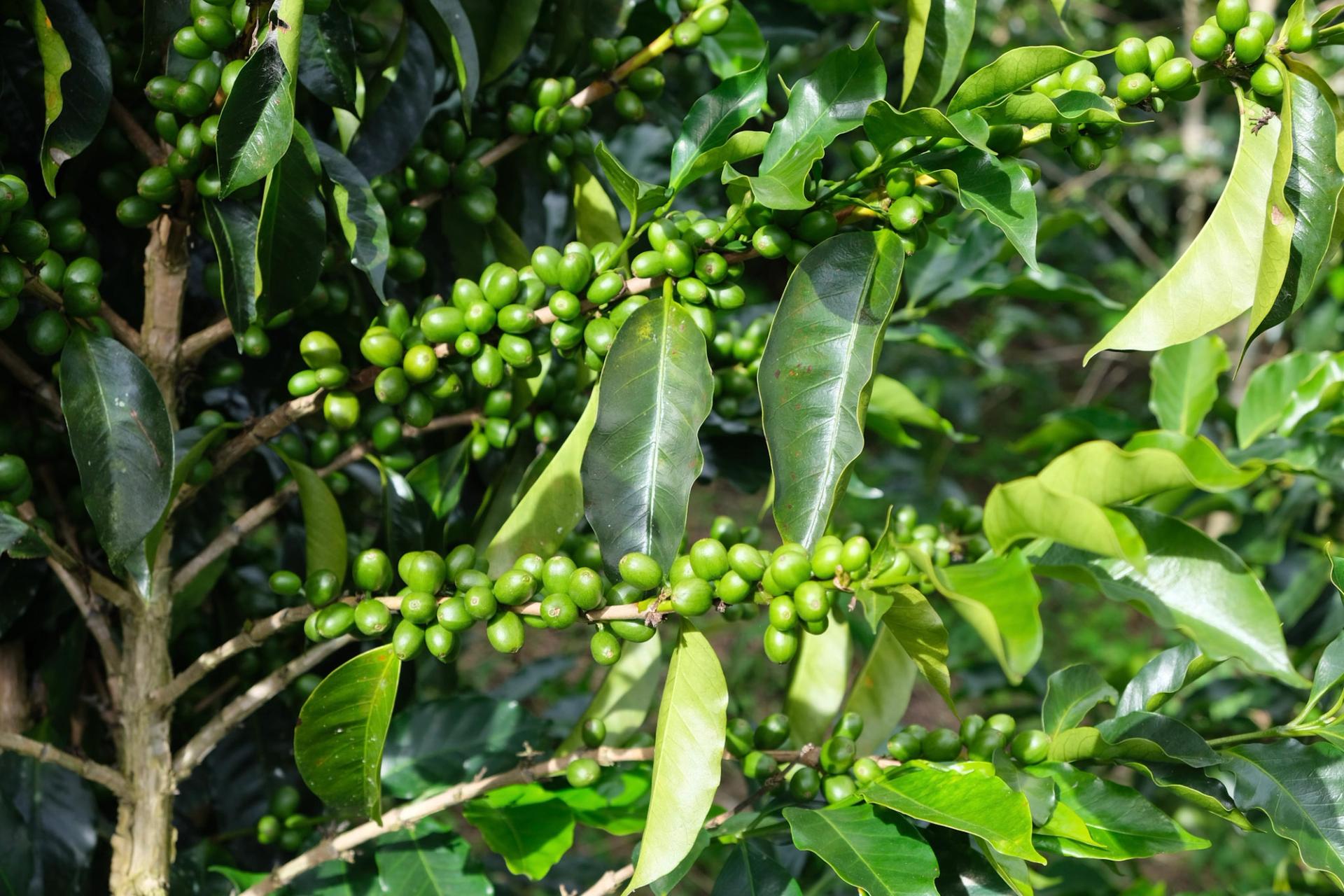 Grüne Kaffeekirschen am Baum