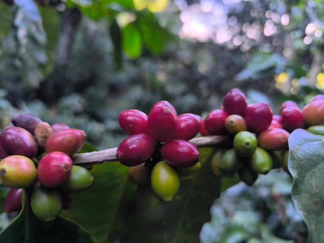 Parainema-Kaffeekirschen auf der Finca El Mandarino in Honduras