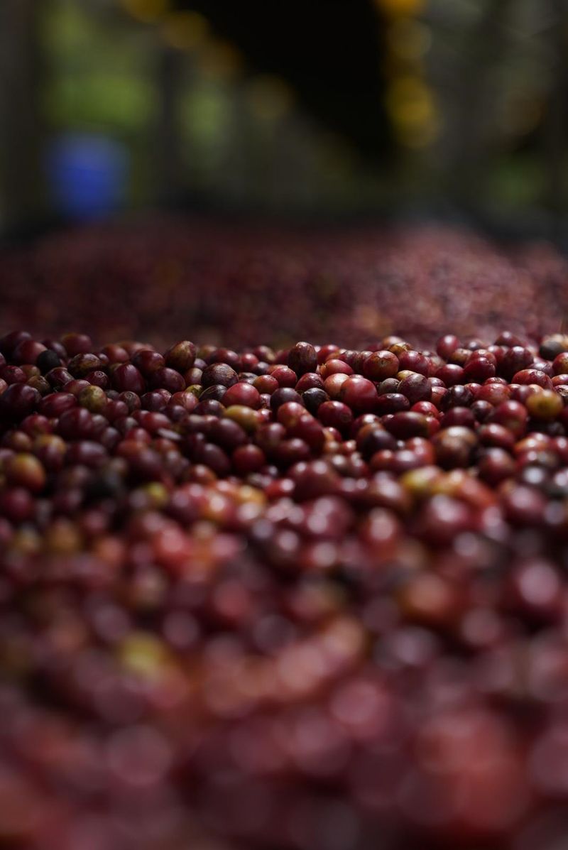 Coffee cherries drying on african drying beds | Warawul Coffee