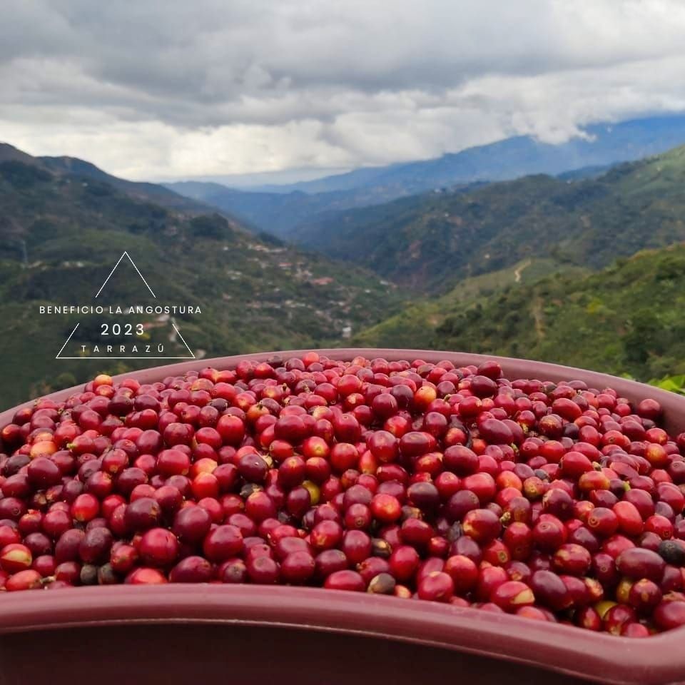 Ein Korb mit Kaffeekirschen in den Bergen von Tarrazú, Costa Rica