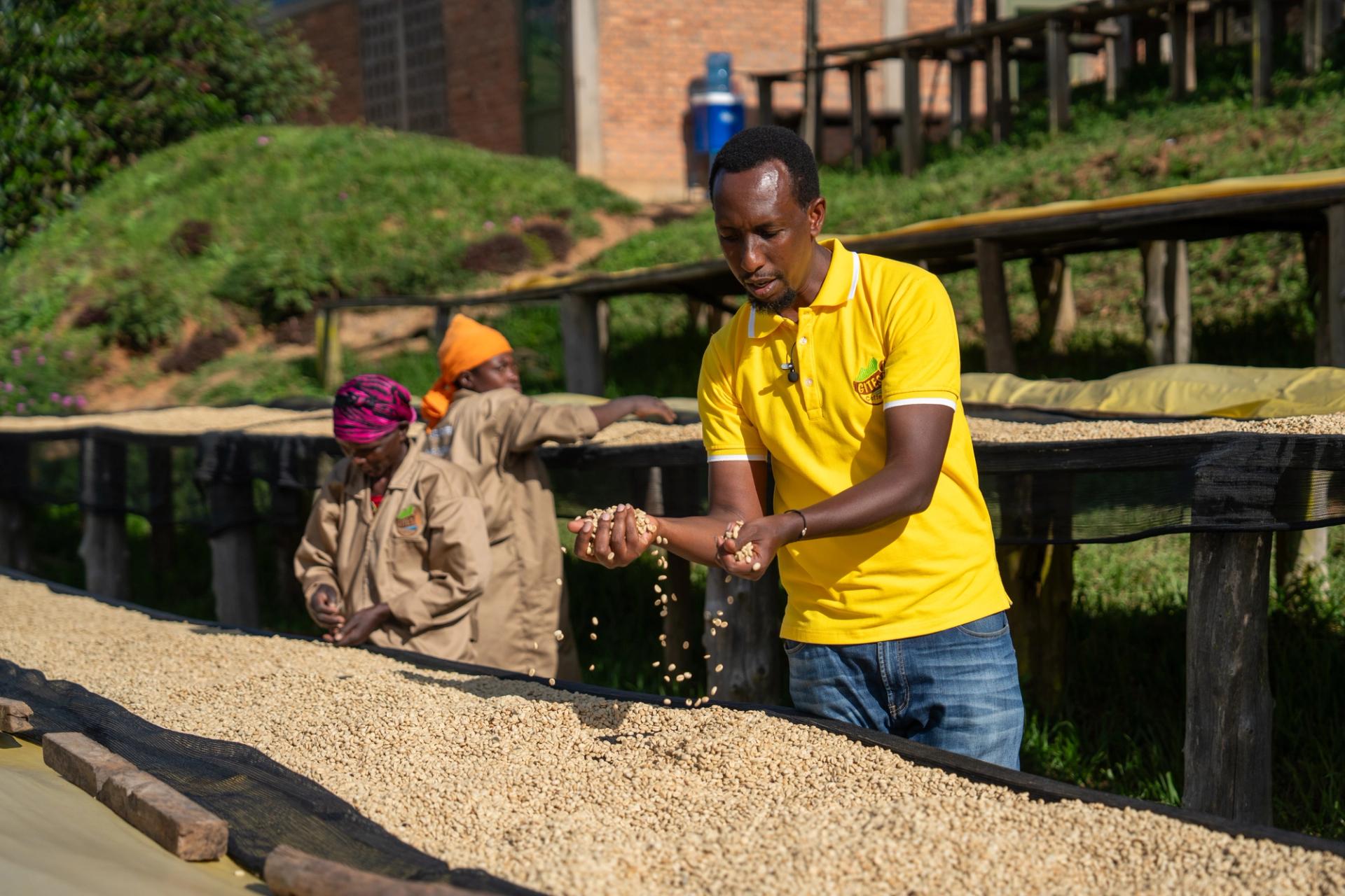 Aimé Gahizi of Gitesi Coffee inspects Washed Red Bourbon Specialty Coffee