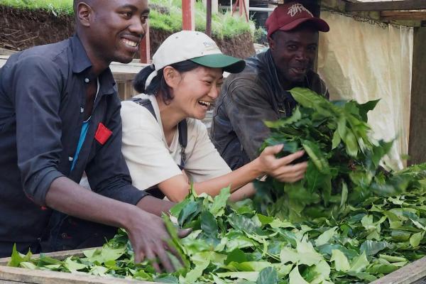 Staff of Gitesi Coffee prepares coffee leaf trees to make a tea