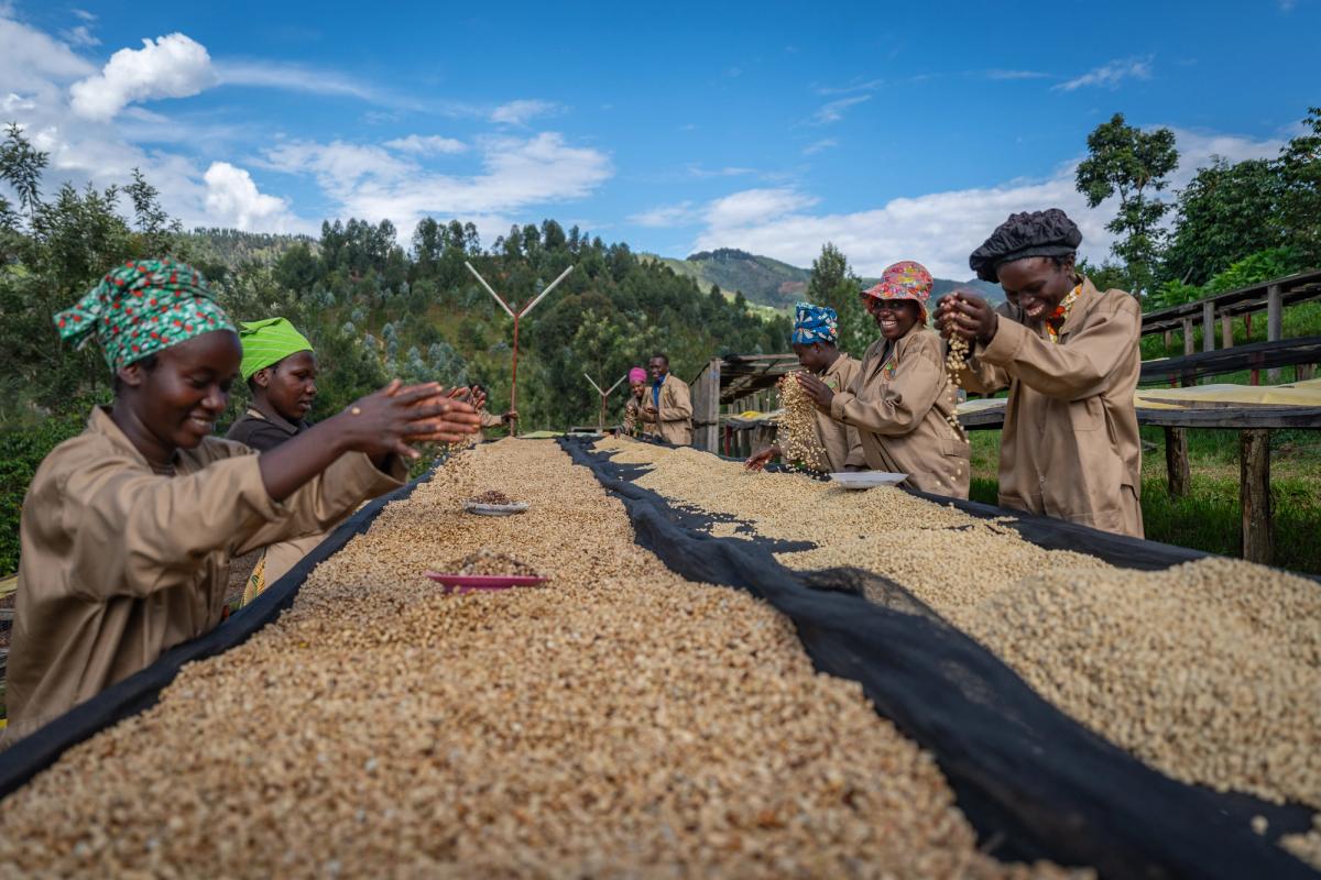 Sorting at the Gitesi Coffee Washing Station