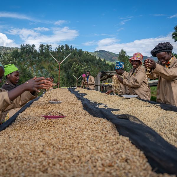 Sorting at the Gitesi Coffee Washing Station
