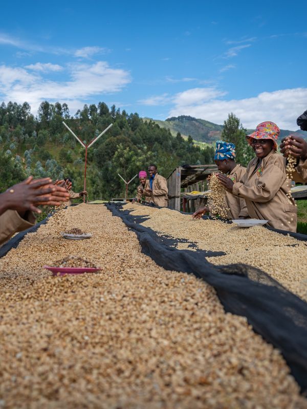 Sorting at the Gitesi Coffee Washing Station