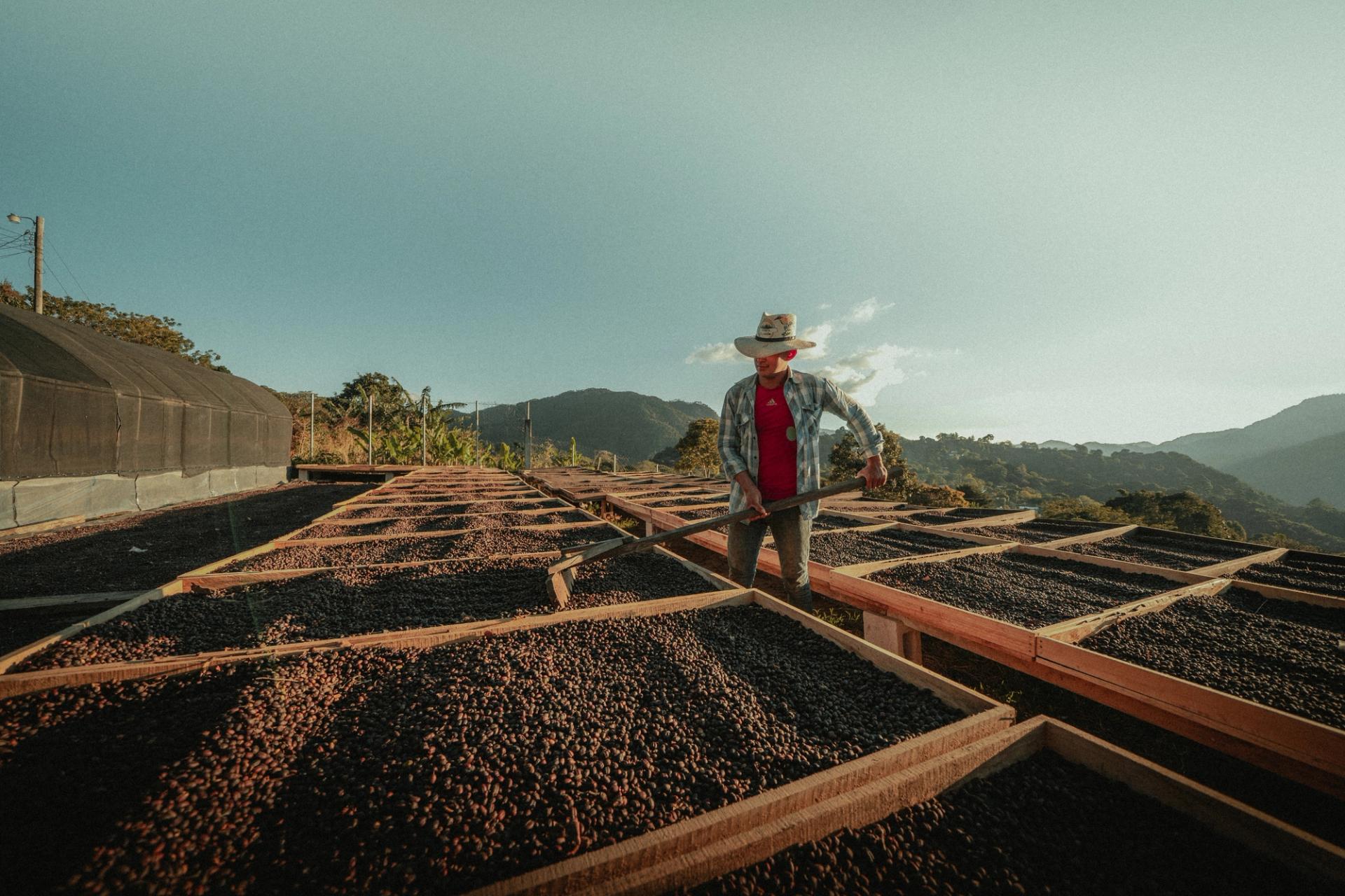 Kaffee wird auf der Finca Cascaritas getrocknet
