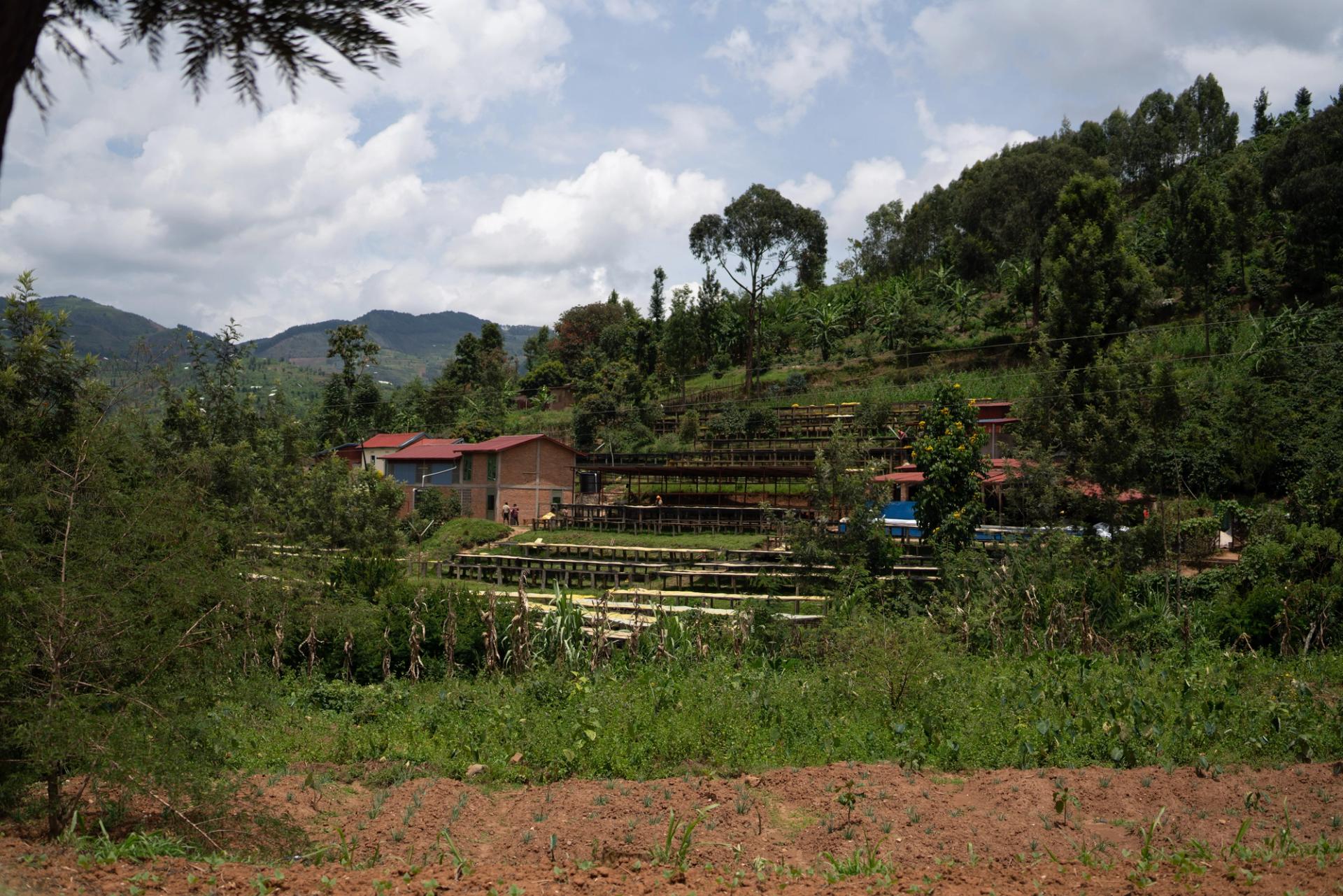 The Gitesi Washing Station