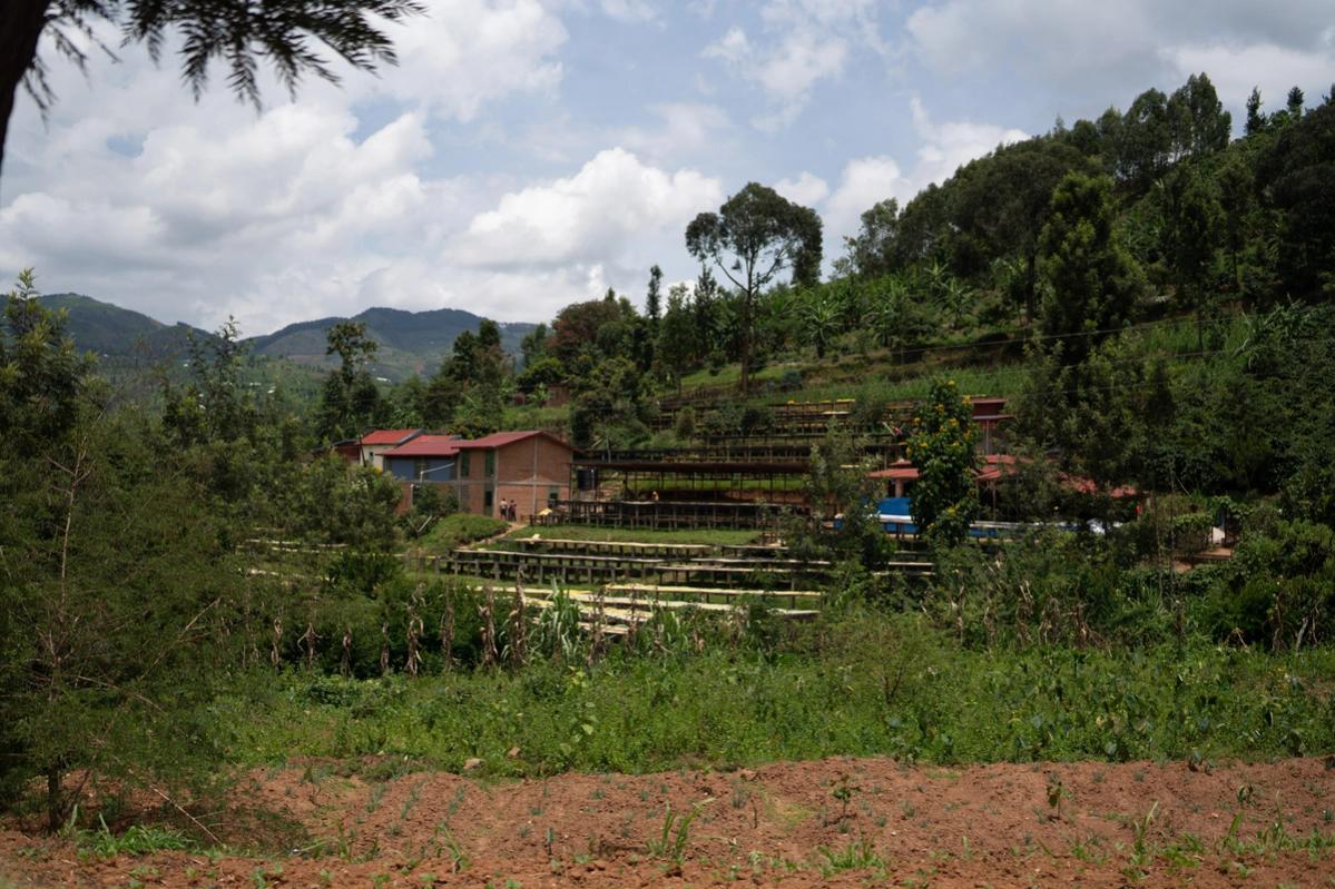 The Gitesi Washing Station