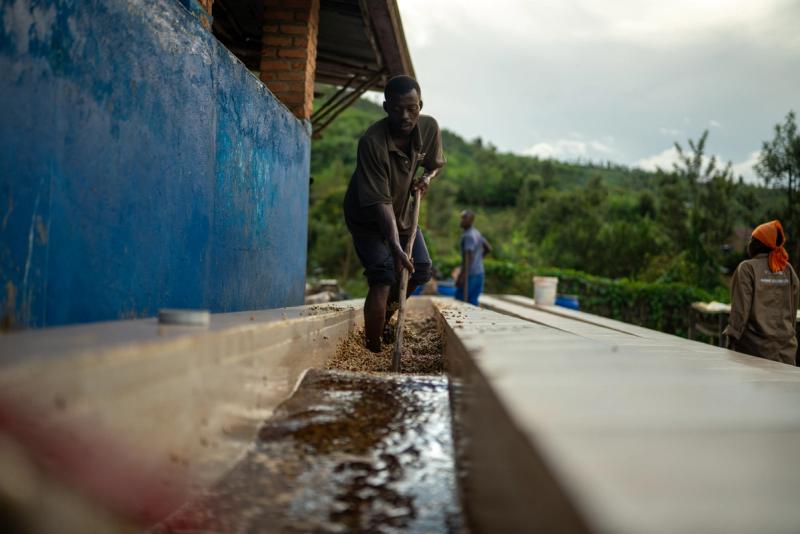 Kaffee wird gewaschen | Warawul Coffee