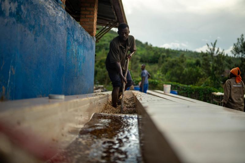 Kaffee wird gewaschen | Warawul Coffee